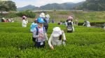 2017年5月6日‗親子で松野のお茶工場見学へ行こう！