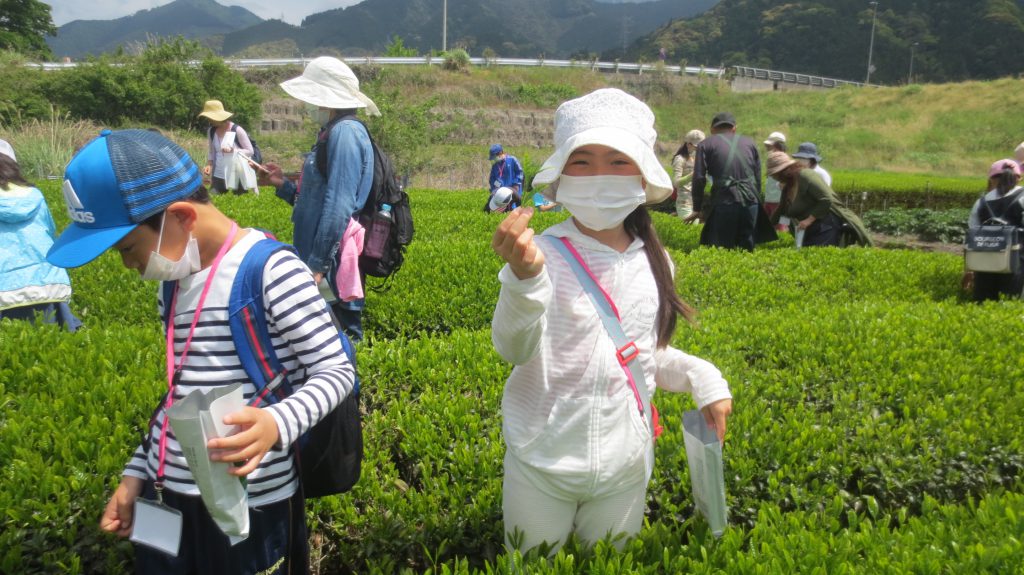 2017年5月6日お茶工場見学