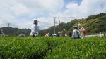 2017年5月6日‗親子で松野のお茶工場見学へ行こう！