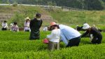 2017年5月6日‗親子で松野のお茶工場見学へ行こう！