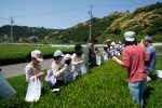 2018年4月29日お茶工場見学へ行こう！