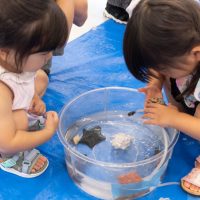 2024年9月17日_さわってみよう海の生き物