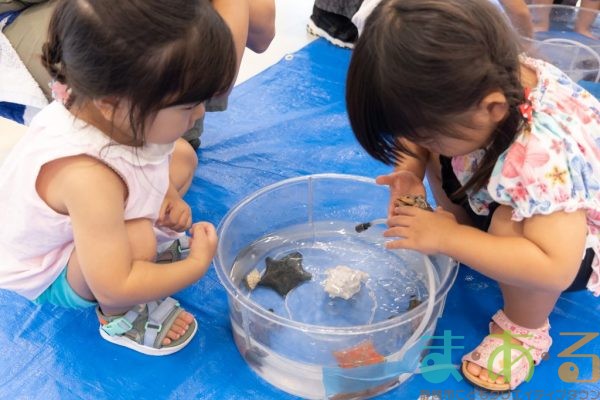 2024年9月17日_さわってみよう海の生き物