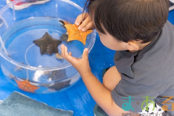 2024年9月17日_さわってみよう海の生き物