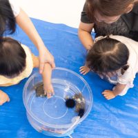 2024年9月17日_さわってみよう海の生き物