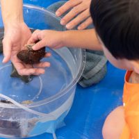 2024年9月17日_さわってみよう海の生き物