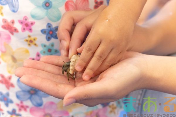 2024年9月17日_さわってみよう海の生き物