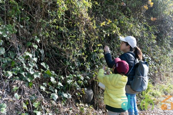 2024年12月14日_冬の里山で収穫体験とクラフト