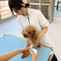 2025年6月8日_ルネサンスペットアカデミー動物看護師科
