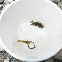 2025年6月1日_興津川で鮎の放流体験_