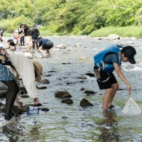 2025年6月1日_興津川で鮎の放流体験_
