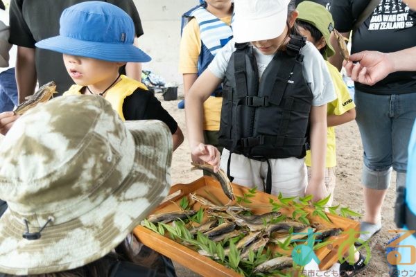 2025年6月1日_興津川で鮎の放流体験_