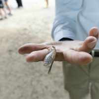 2025年6月1日_興津川で鮎の放流体験_