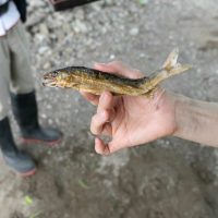 2025年6月1日_興津川で鮎の放流体験_