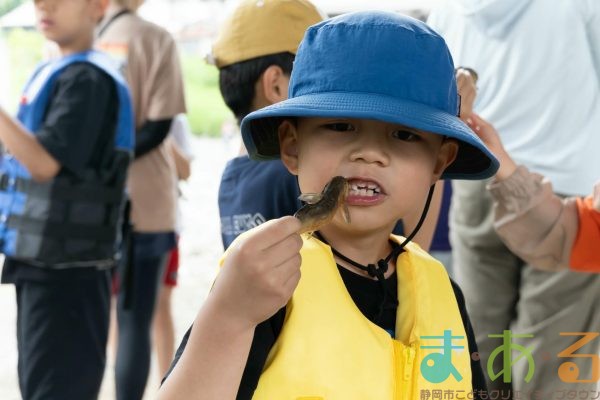 2025年6月1日_興津川で鮎の放流体験_