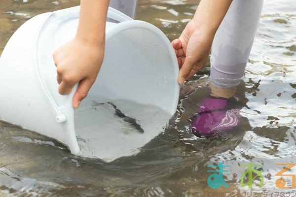 2025年6月1日_興津川で鮎の放流体験_