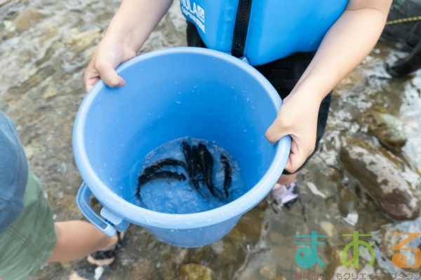 2025年6月1日_興津川で鮎の放流体験_