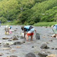 2025年6月1日_興津川で鮎の放流体験_