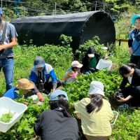 2025年7月21日_夏の里山で藍の生葉染め体験