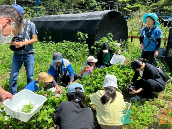 2025年7月21日_夏の里山で藍の生葉染め体験