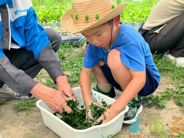 2025年7月21日_夏の里山で藍の生葉染め体験