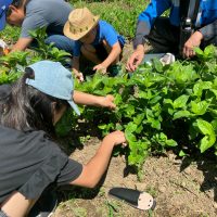 2025年7月21日_夏の里山で藍の生葉染め体験