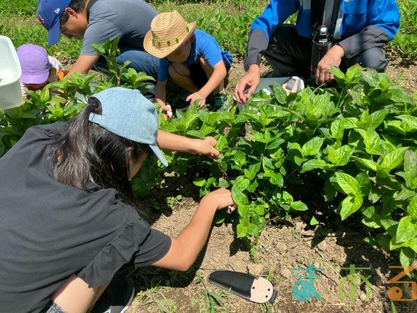 2025年7月21日_夏の里山で藍の生葉染め体験