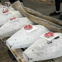 2025年8月2日_海のお仕事体験プロジェクト①_競り体験