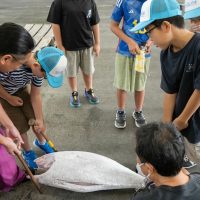 2025年8月2日_海のお仕事体験プロジェクト①_競り体験