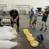 2025年8月2日_海のお仕事体験プロジェクト①_競り体験