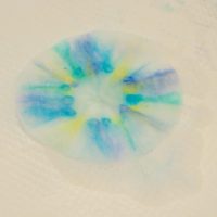 2025年8月11日_科学実験！ペーパークロマトグラフィーでしおり作り