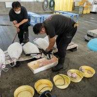 2025年8月2日_海のお仕事体験プロジェクト①_競り体験