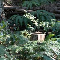 2025年11月3日_森林体験ツアーに行こう！