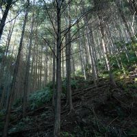 2025年11月3日_森林体験ツアーに行こう！