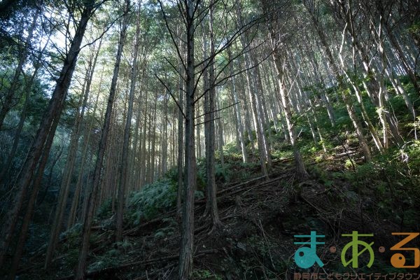 2025年11月3日_森林体験ツアーに行こう！