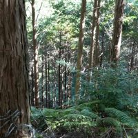 2025年11月3日_森林体験ツアーに行こう！