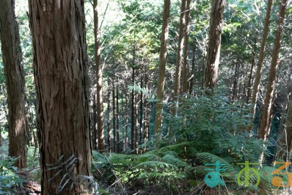 2025年11月3日_森林体験ツアーに行こう！