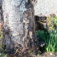 2026年1月19日_静岡市立服織西小学校_