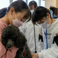 2026年1月12日_動物看護士のおしごと_