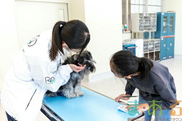 2026年1月12日_動物看護士のおしごと_
