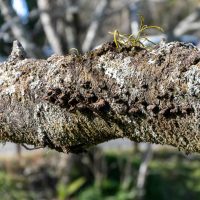 2026年1月19日_静岡市立服織西小学校_