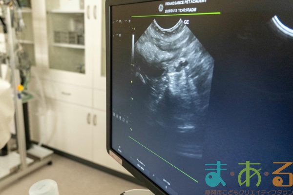 2026年1月12日_動物看護士のおしごと_