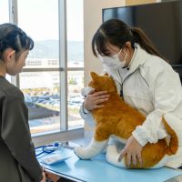 2026年1月12日_動物看護士のおしごと_