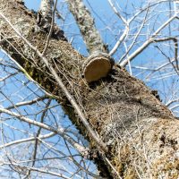 2026年1月19日_静岡市立服織西小学校_