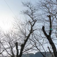 2026年1月19日_静岡市立服織西小学校_