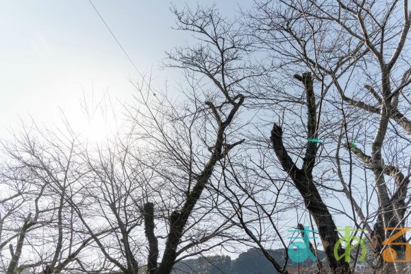 2026年1月19日_静岡市立服織西小学校_