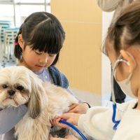 2026年1月12日_動物看護士のおしごと_