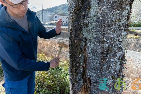 2026年1月19日_静岡市立服織西小学校_